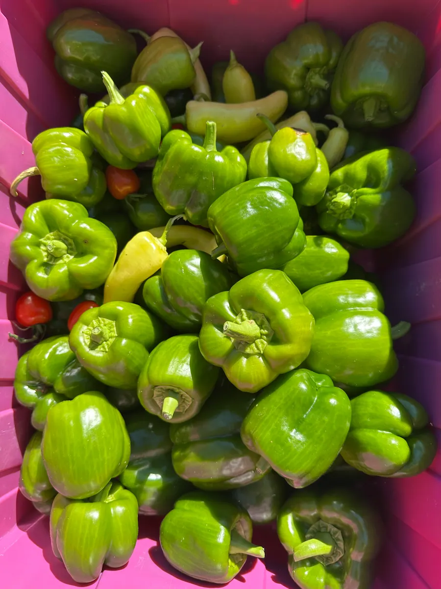 A colorful harvest of fresh green peppers from the Giving Garden