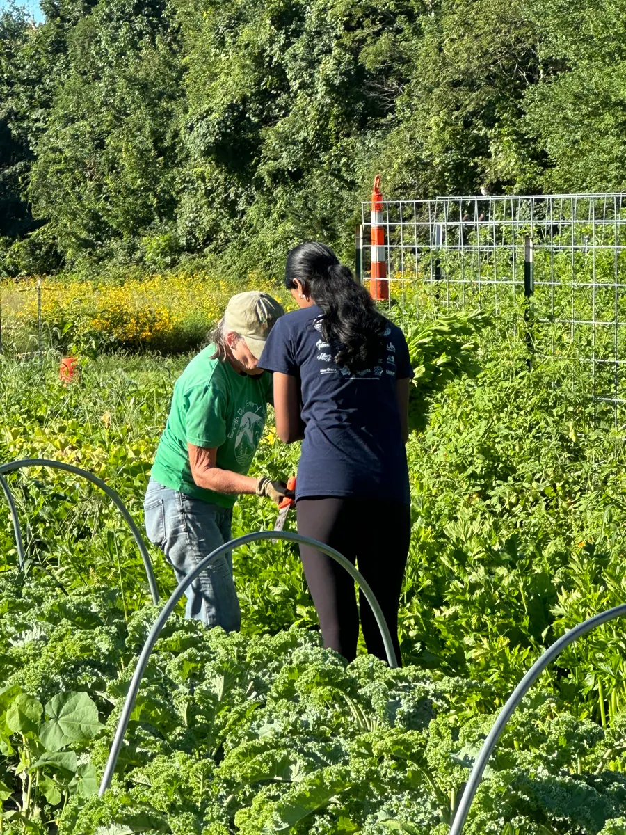 Two volunteers working together among mature crops at the East Lyme Giving Garden